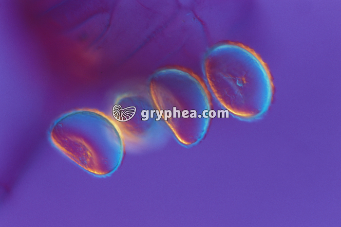 Spores de Polypode (Fougère) x160 - gryphea.org